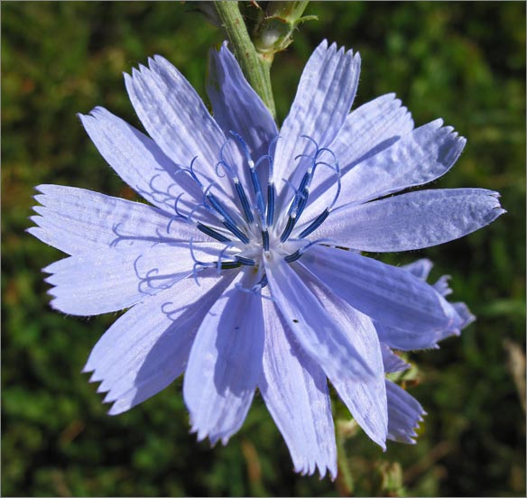 sm 4048 Chicory.jpg - Chicory (Cichorium intybus): These natives from Europe averaged about 1-1/4" across.